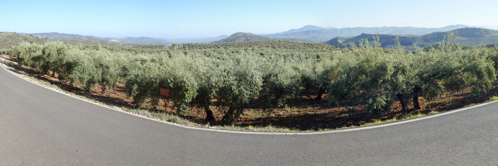 Looking south across an Olive Orchard toward the Sierra Nevadas.